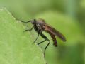 Empis sericans